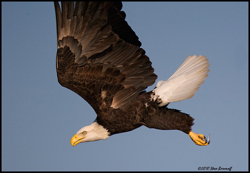 _0SB8906 american bald eagle.jpg
